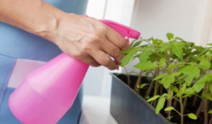 обприскування розсади