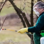 обработка яблонь весной