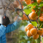 обрезка абрикоса