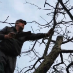 обрізання дерев