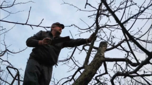 обрезка деревьев