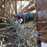 обрізання плодових дерев