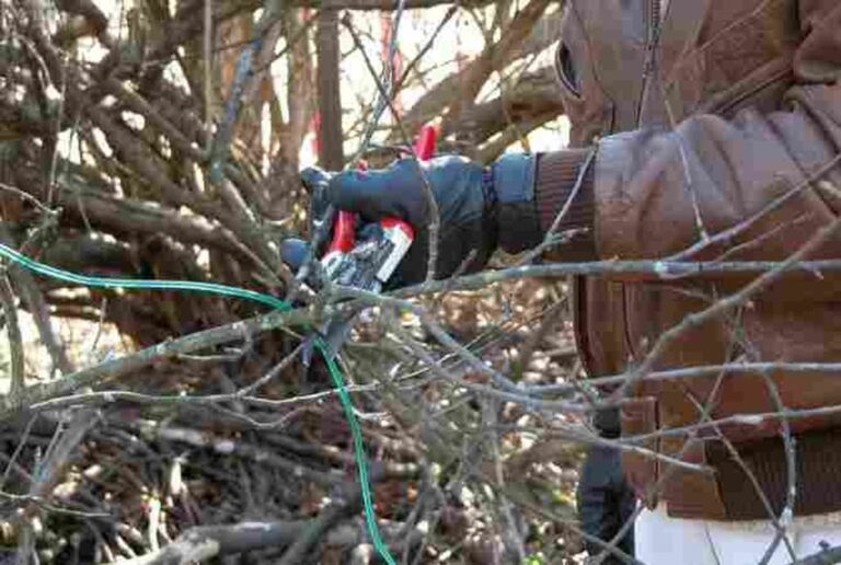 обрезка плодовых деревьев