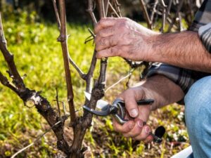 обрезка винограда