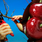 обрізання вишні