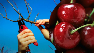 обрізання вишні