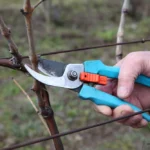 обрезка винограда