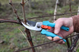 обрезка винограда