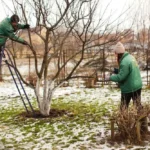 Обробка саду у лютому