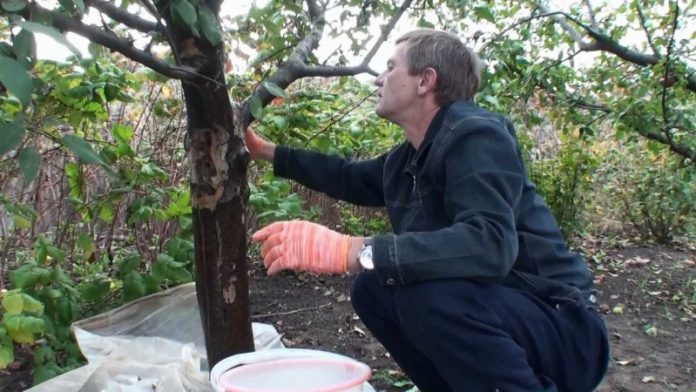 Очищаем штамбы плодовых деревьев