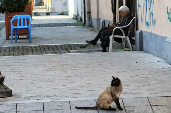 кошка