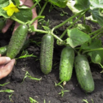 огурцы Аякс