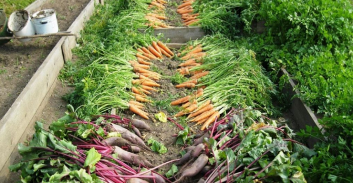 выращивание  овощей