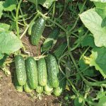 Огурцы урожай