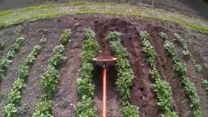 Зачем окучивать посадки картофеля