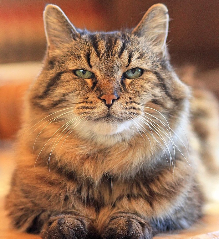 У самого старого кота в мире есть собственный микроблог в Инстраграм (ФОТО)