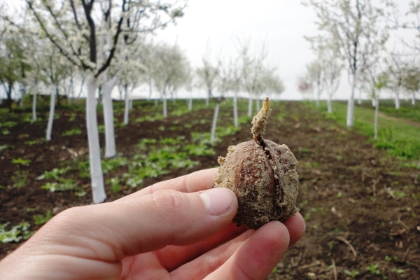 Грецкий орех из семян: как посадить ядро ореха осенью?