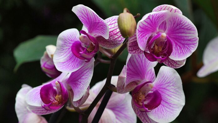 удобрение для орхидей из риса