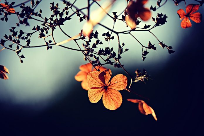 осень цветок на дереве