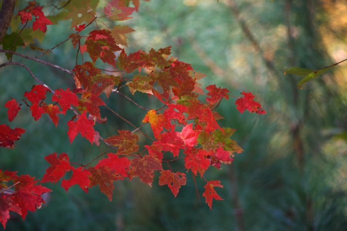 осень красные листья