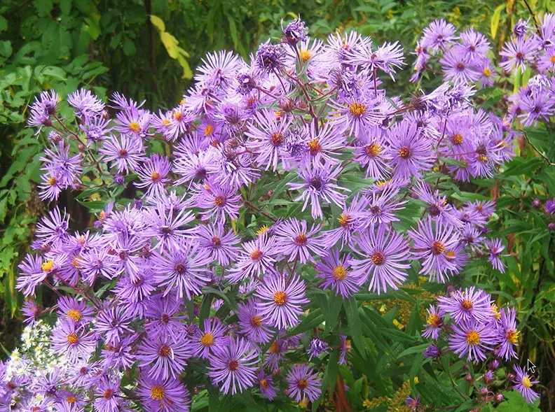 астры