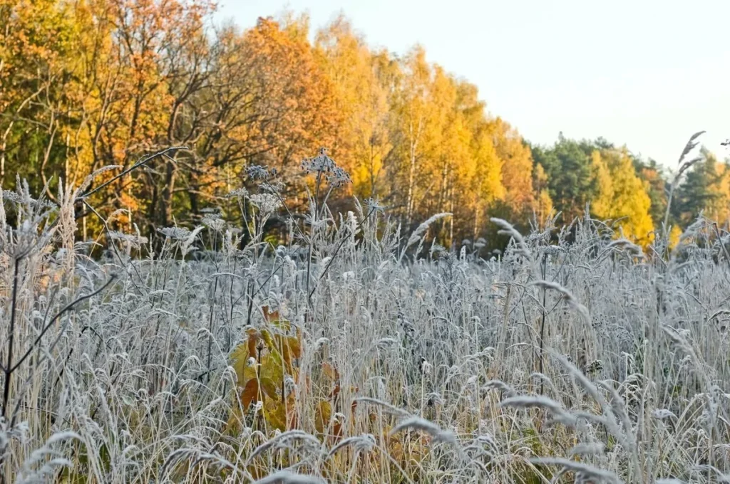 заморозки восени