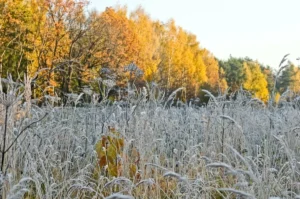 заморозки восени