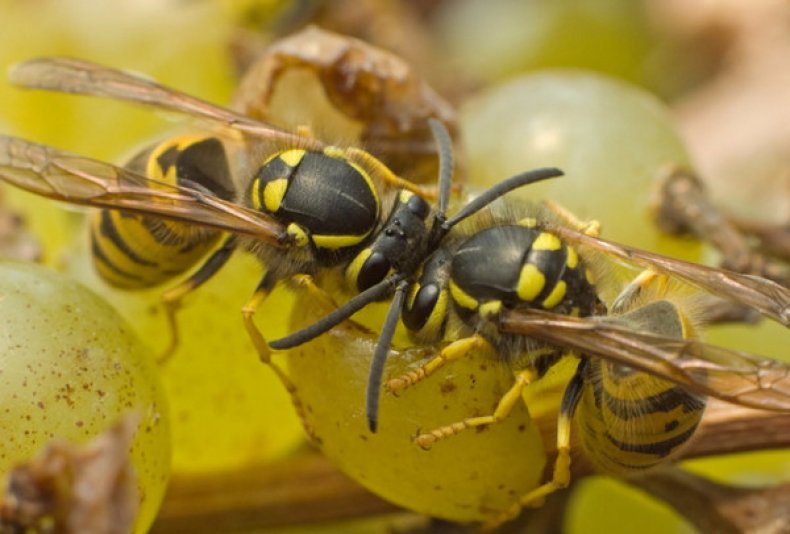 Чего делать нельзя при встрече с пчёлами и осами