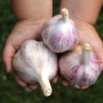озимый чеснок