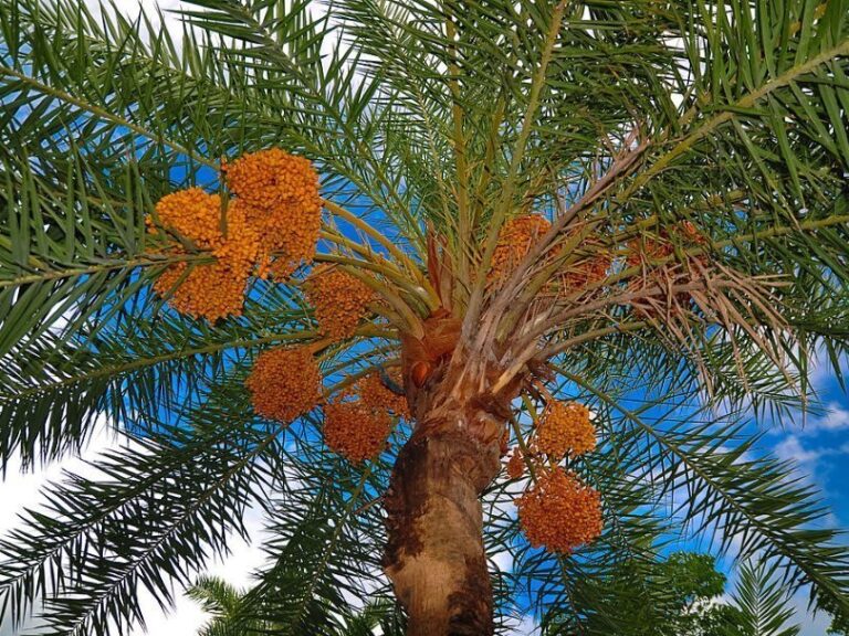 В Ізраїлі вчені виростили пальми з кісточок фініків, яким понад 2 тисячі років