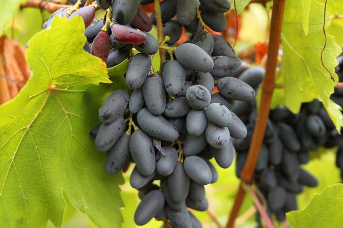 Полтавский виноградарь рассказал о лучших сортах ягоды