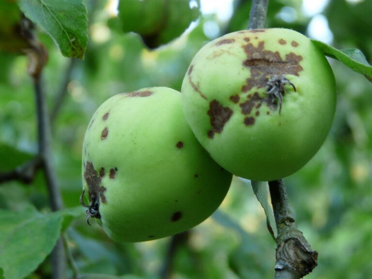 Збиратимете врожай відрами: чим обробити яблуні та груші навесні до цвітіння