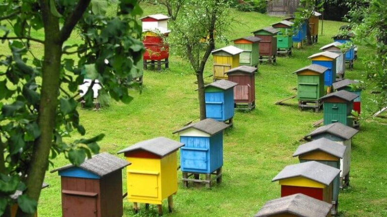 Пчеловоды могут пройти бесплатное обучение для развития своего бизнеса