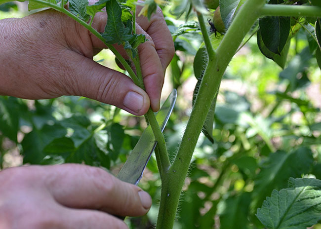 Пасынковать помидоры или нет - мнение опытных овощеводов - На пенсии