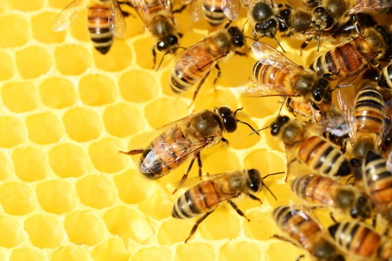 В Николаевской области возрождают уникальную породу пчел
