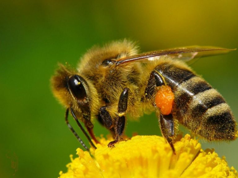 Немецкие ученые создали пестицид, который не вредит пчелам