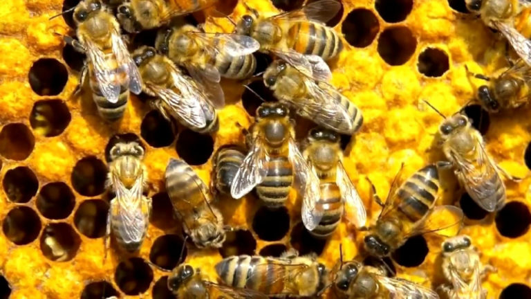 В Одесской области из-за аномально теплой погоды пчелы отказываются зимовать