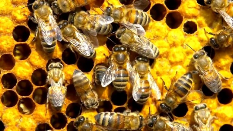 Больше 80% пчелосемей хорошо перезимовали