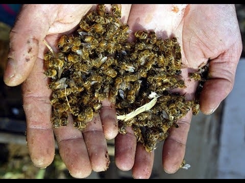 В Ивано-Франковской области массово гибнут пчелы
