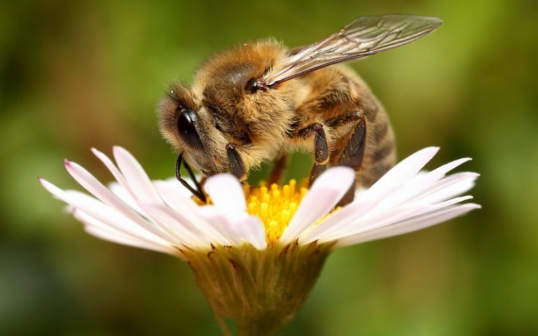 Ученые определили растения, которые больше всего нравятся пчелам