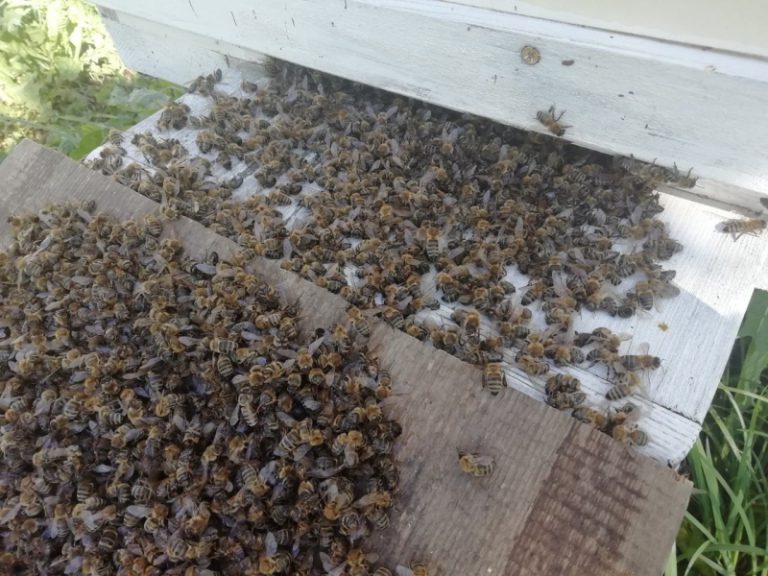 Названа причина массовой гибели пчел