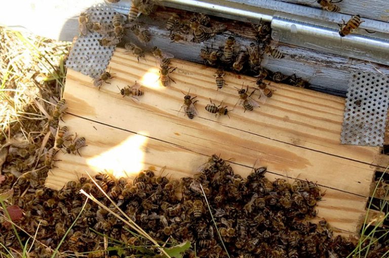 На Волыне массово гибнут пчелы