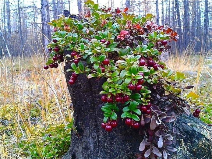 погода брусника