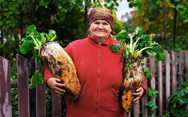Пенсионеры из Волынской области вырастили свеклу-рекордсмен