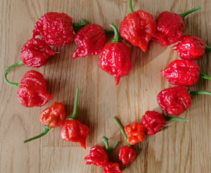 Острый перец