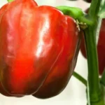 перець геркулес