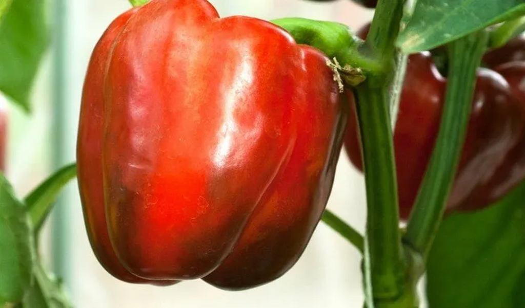 перець геркулес