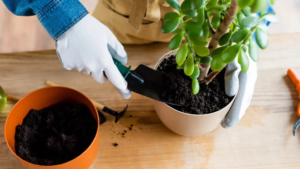 пересадка растений