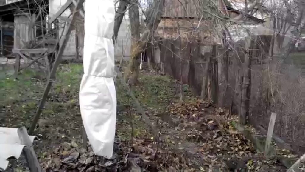 персик на зиму