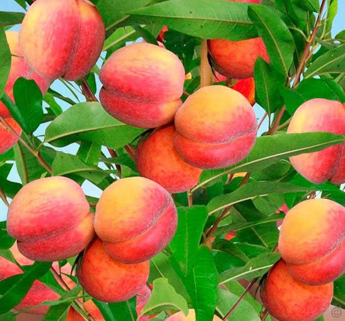 Ученые назвали лучшие подвои для персика